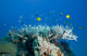 Golden Damselfish swimming around coral in the South Pacific ocean.