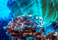 Red Lionfish resting on a coral reef poster print by Stocktrek Images.