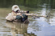 Navy SEAL Team crossing a river poster print by Oleg Zabielin.