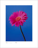 Gerbera, Magenta On Reflex Blue Art Print - 16 x 20 inches