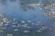 Monet Water Lilies Poster Print on premium quality paper