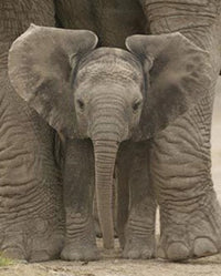 Big Ears Baby Elephant Poster Print - 16x20 Rolled Art