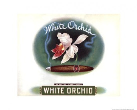 White Orchid Poster Print showcasing elegant floral design.
