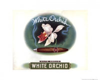 White Orchid Poster Print showcasing elegant floral design.