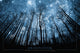 Imagination - Trees Poster Print 36x24 | Posterazzi