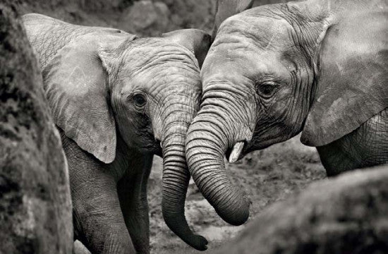 Elephant Mother & Calf Rolled Poster Print