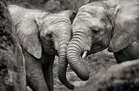 Elephant Mother & Calf Rolled Poster Print
