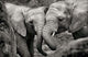 Elephant Mother & Calf Rolled Poster Print