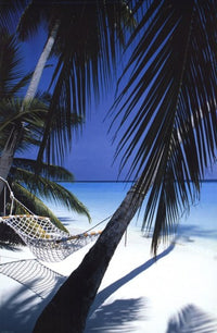 Palm View Hammock Poster Print featuring a tranquil tropical scene.