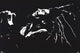 Bob Marley Black & White Hair Poster Print - 34x22