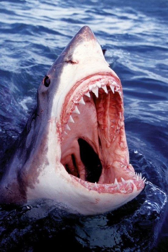 Great White Shark Poster Print - 36x24 Rolled Artwork