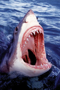 Great White Shark Poster Print - 36x24 Rolled Artwork