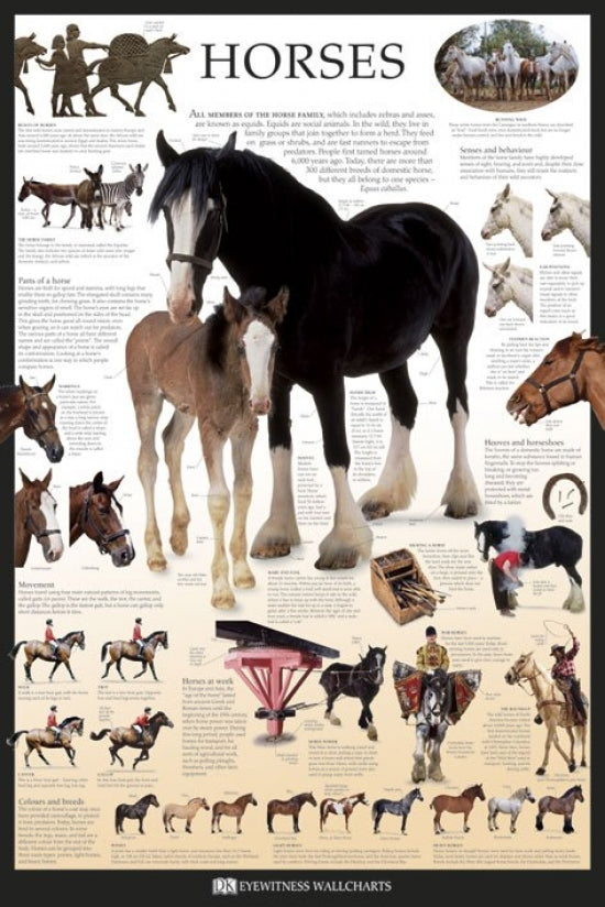 Horses Eyewitness Wallcharts Poster showcasing various horse breeds.