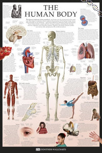 Human Body Wallchart Poster Print - Dorling Kindersley Eyewitness