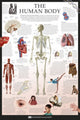Human Body Wallchart Poster Print - Dorling Kindersley Eyewitness