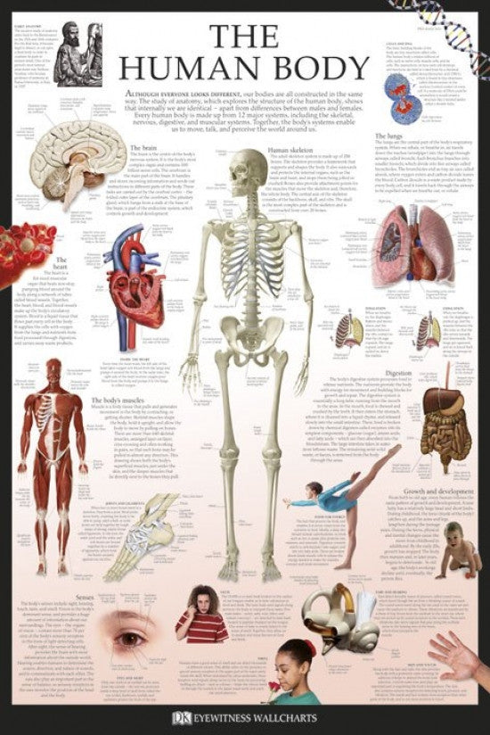 Human Body Wallchart Poster Print - Dorling Kindersley Eyewitness