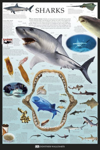 Sharks Poster Print by Dorling Kindersley showcasing vibrant marine life.