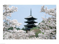 Cherry Blossoms at Ninna-Ji Temple in Kyoto, Japan poster print
