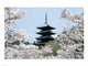 Cherry Blossoms at Ninna-Ji Temple in Kyoto, Japan poster print