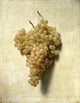 White Grapes poster print by Louis Leopold Boilly