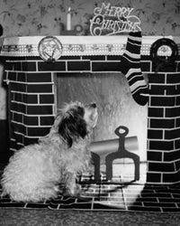 Side profile of a dog sitting near a fireplace poster print.