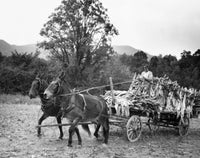 Farmer riding a horse cart in a tobacco field poster print.