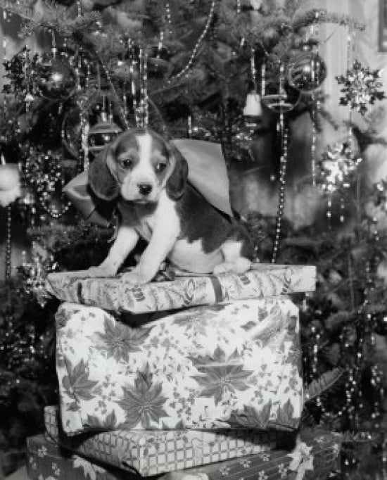 Close-up of a beagle sitting on a stack of Christmas presents poster print.