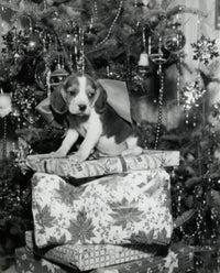 Close-up of a beagle sitting on a stack of Christmas presents poster print.