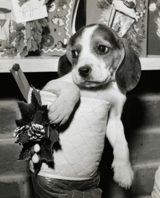 Close-up poster of a beagle in a Christmas stocking