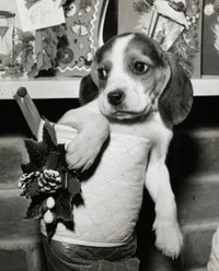 Close-up poster of a beagle in a Christmas stocking