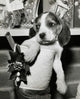 Close-up poster of a beagle in a Christmas stocking