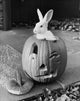 Close-up of a rabbit inside a jack o' lantern poster print