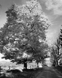 Trees Along a Road Poster Print showcasing a serene landscape.
