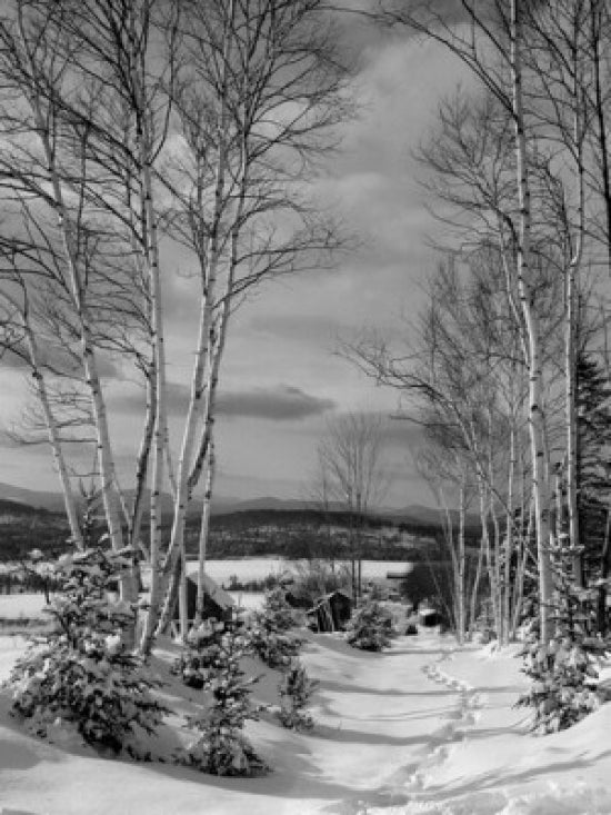 Bare trees on a snow-covered landscape in Lancaster, New Hampshire poster print.