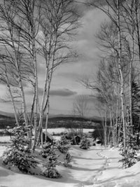 Bare trees on a snow-covered landscape in Lancaster, New Hampshire poster print.