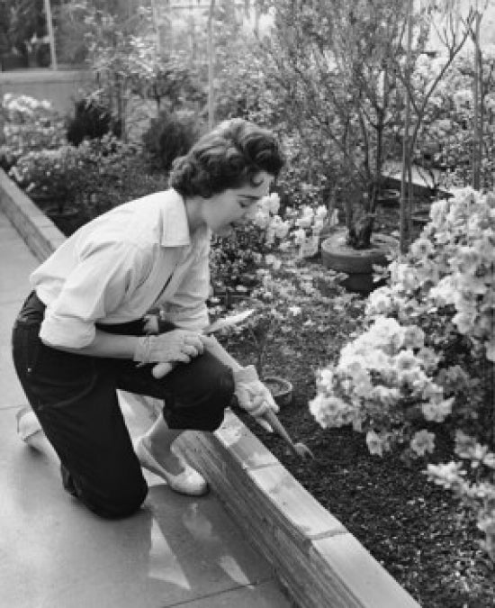 High angle view of a young woman gardening poster print.