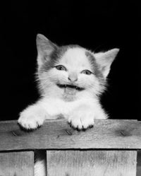 Adorable kitten hanging on the side of a basket poster print.