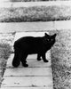 Black cat standing on a walkway poster print