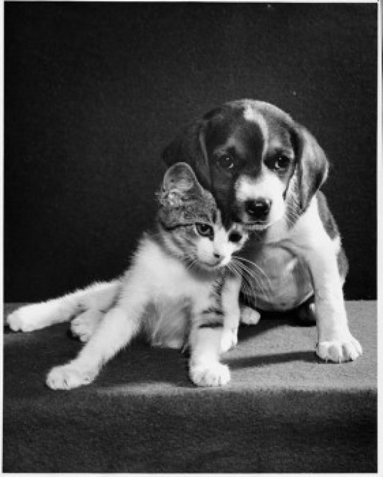Puppy and kitten together poster print capturing the joy of pets.
