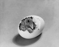 Baby chick hatching from an egg poster print