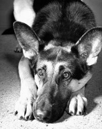 German Shepherd Poster Print showcasing the beauty of the breed.