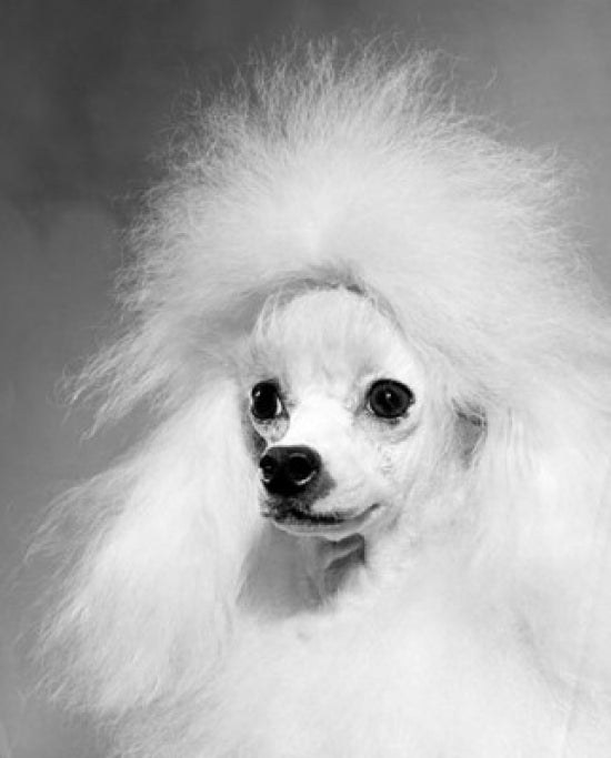 Close-up of a poodle poster print showcasing intricate details.