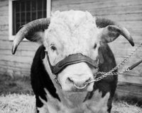 Close-Up of a Bull with Chains Poster Print showcasing a powerful bull's gaze.