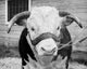 Close-Up of a Bull with Chains Poster Print showcasing a powerful bull's gaze.