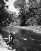 Mid adult man fly fishing in a stream poster print