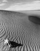 High angle view of a skull in Death Valley, California poster print