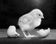 Chick Near a Broken Egg Poster Print featuring a cute chick and a broken egg.