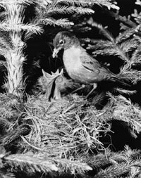 Side profile of a robin feeding two young ones in a nest poster print.