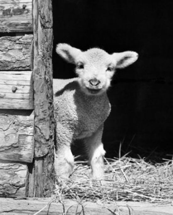 Lamb Standing in a Barn Poster Print showcasing rural charm.