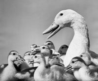 Mother Goose with Her Young Poster Print showcasing mother goose and goslings.